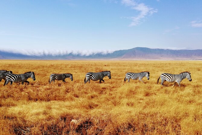 8-Day Private Guided Tanzania Safari with Pick Up - A Full Serengeti Day Gives You Room to Wait