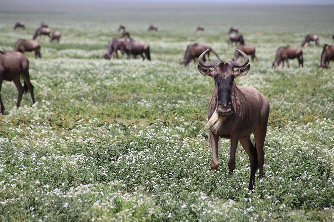 8-Day Private Guided Tanzania Safari with Pick Up - Ngorongoro Crater: Six Hours Inside a Natural Bowl