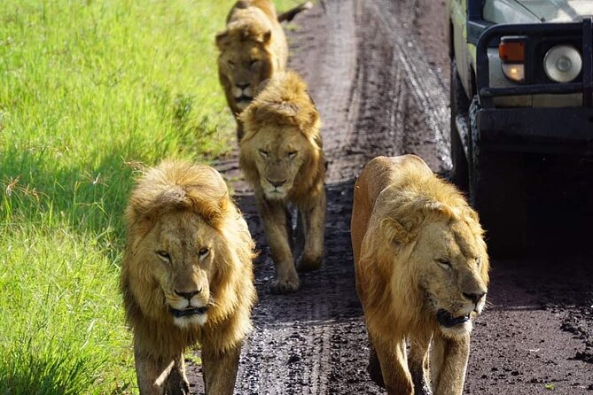 8-Day Private Guided Tanzania Safari with Pick Up - Lake Manyara and the Search for Tree-Climbing Lions