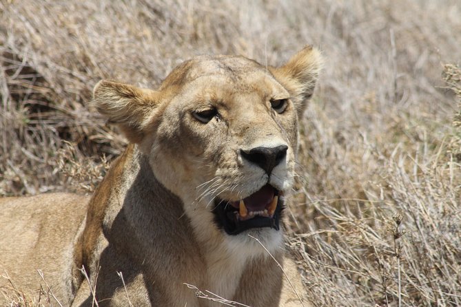 8 Day private wildebeest migration safari Serengeti Ngorongoro - Day 3: Entering Serengeti through the great plains