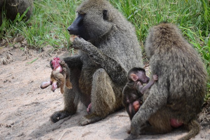 8 Day private wildebeest migration safari Serengeti Ngorongoro - Days 4 and 5: Following the migration by season