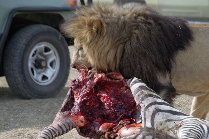 8 Day private wildebeest migration safari Serengeti Ngorongoro - Day 6: A dawn search for predators in central Serengeti