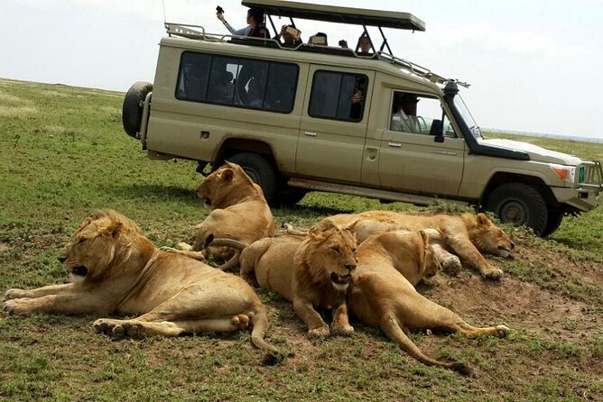 8 Day private wildebeest migration safari Serengeti Ngorongoro - Day 7: Down into Ngorongoro Crater