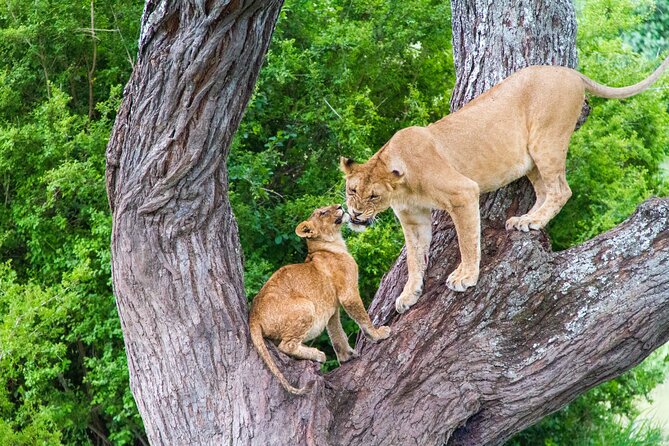8 Day Safari The Best of Tanzania & Lake Eyasi - Descending 610 meters into Ngorongoro Crater