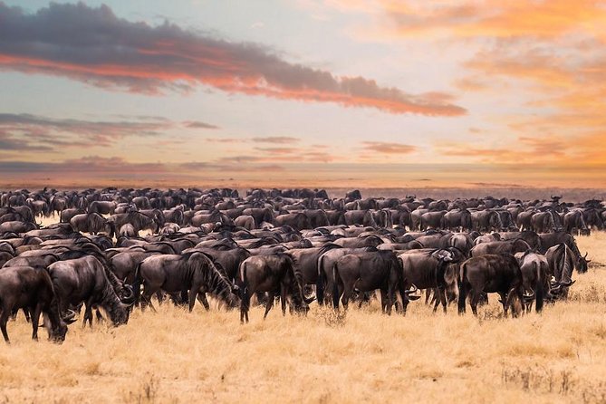 8 Day Spectacular Migration Serengeti mid -Range Tanzania Safari - Day 2: Elephants and dry-season wildlife in Tarangire