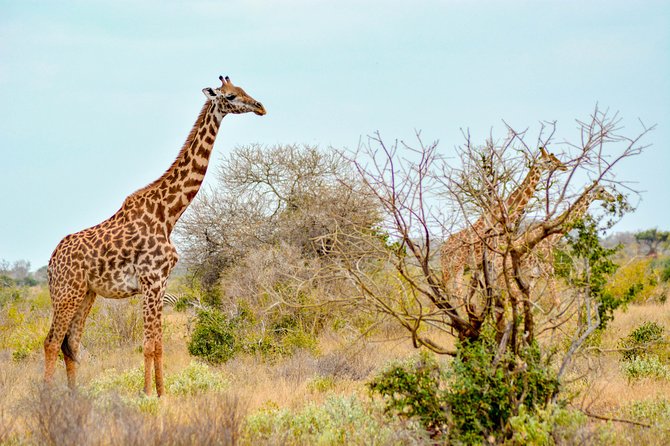 8 Day Spectacular Migration Serengeti mid -Range Tanzania Safari - Day 5: The Mara River and the reality of migration