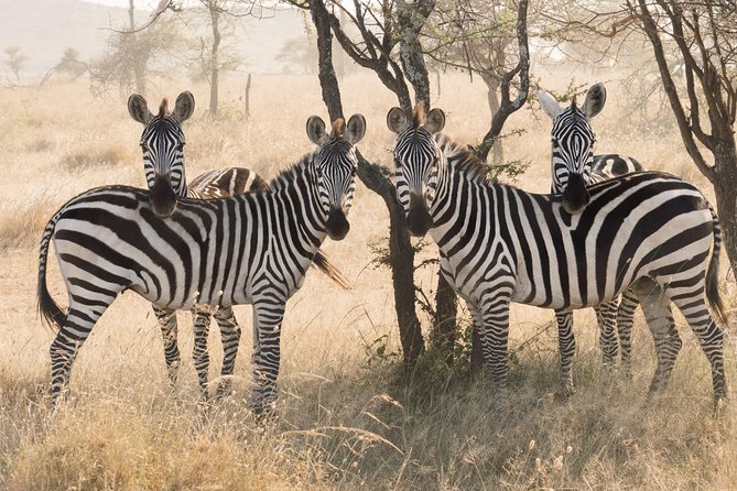 8 Day Spectacular Migration Serengeti mid -Range Tanzania Safari - Day 6: Returning through central Serengeti