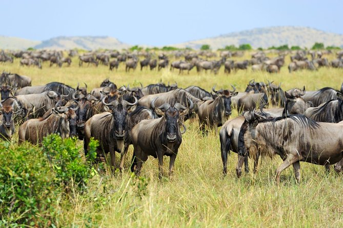8 Day Spectacular Migration Serengeti mid -Range Tanzania Safari - Day 1: A quiet start in Arusha