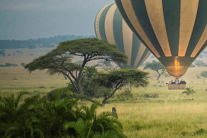 8-Day Tanzania Private Safari Tour with Airport Pickup - Days 5 and 6: Why three Serengeti days help