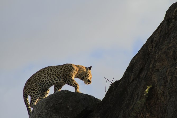 8 Days 7 Nights Private Lodge Safari - Three nights in Serengeti, with room to adjust the plan