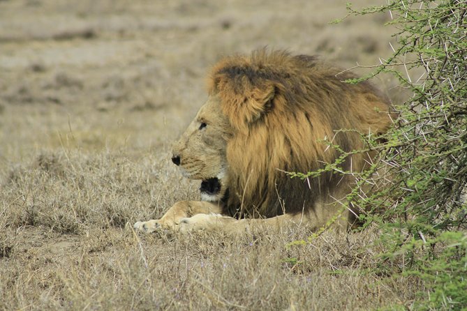 8 Days 7 Nights Private Lodge Safari - Tarangire: elephants, baobabs, and a gentle opening day