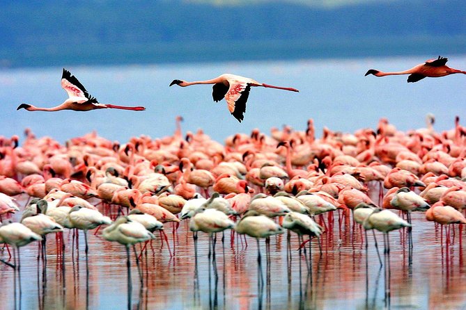 8 Days 7 Nights Tanzania Wildlife & Culture Lodge Safari - Why this northern Tanzania route works