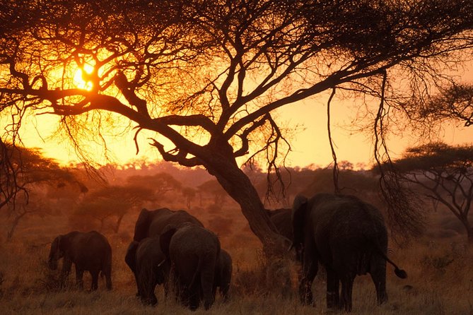 8 Days 7 Nights Tanzania Wildlife & Culture Lodge Safari - Day 4: A full day in the Serengeti