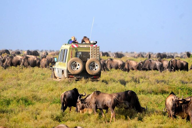 8 Days 7 Nights Tanzania Wildlife & Culture Lodge Safari - Day 6: Ngorongoro Crater’s concentrated wildlife