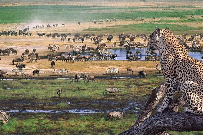 8 Days 7 Nights Tanzania Wildlife & Culture Lodge Safari - Day 1: Arrival, briefing, and Masailand Safari Lodge