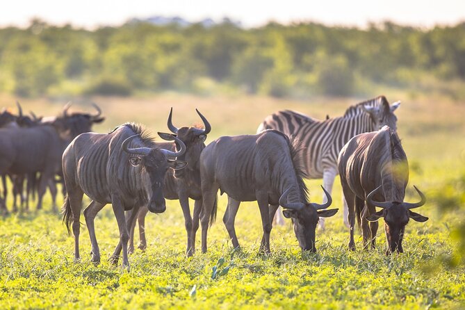 8 Days Follow the Wildebeest Migration River Crossing Safari - What this eight-day safari is really about