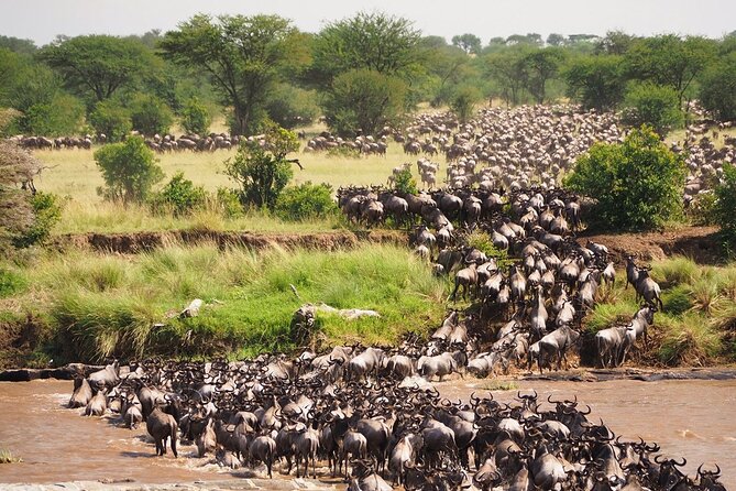 8 Days Follow the Wildebeest Migration River Crossing Safari - Day 3: Entering the Serengeti through Seronera