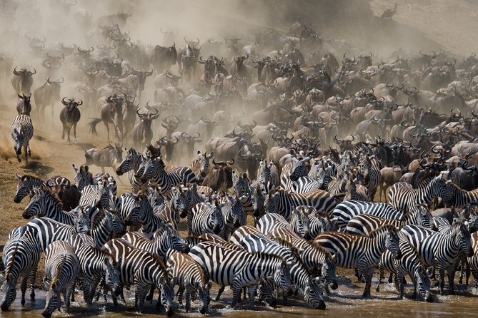8 Days Follow the Wildebeest Migration River Crossing Safari - Days 4 and 5: The Mara River crossing gamble