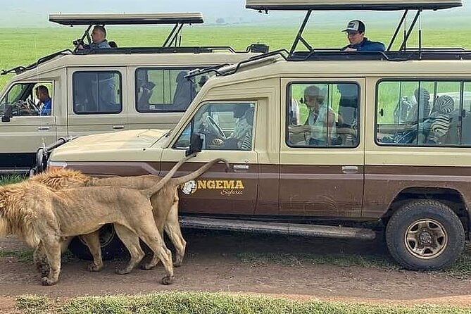 8 Days Follow the Wildebeest Migration River Crossing Safari - Day 8: Returning to Arusha and the airport
