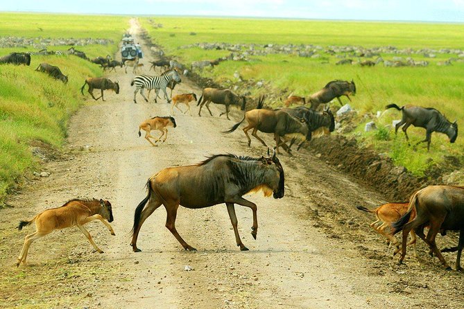 8 Days Great Migration - Grumeti River - Five things to know before booking