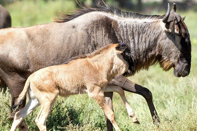 8 Days Great Migration - Grumeti River - Mto wa Mbu and Lake Manyara in seven hours