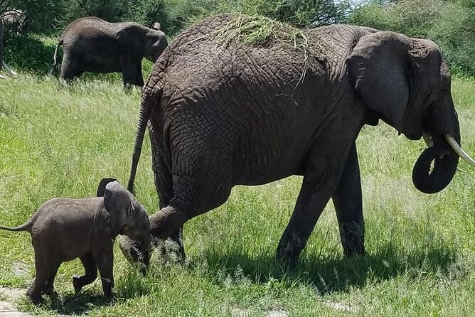 8 Days Great Wildebeest Calving Migration Safari from Arusha - Why calving season changes the safari