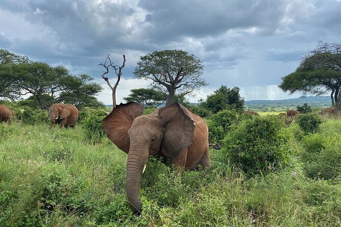 8 Days Great Wildebeest Calving Migration Safari from Arusha - Day 5: A full Ndutu game drive