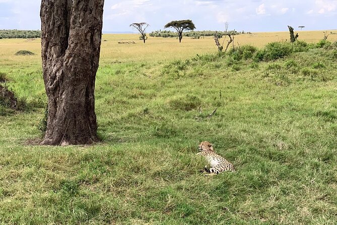 8 Days Great Wildebeest Calving Migration Safari from Arusha - Day 7: Ngorongoro Crater’s concentrated wildlife