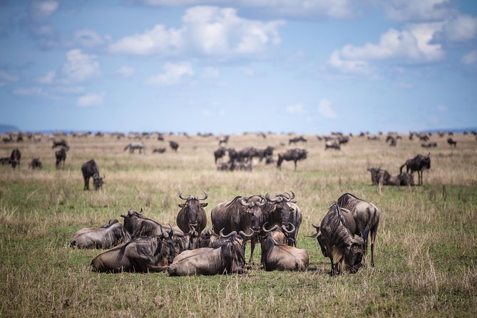 8 Days Great Wildebeest Calving Migration Safari from Arusha - Day 2: Tarangire and the river that keeps wildlife close