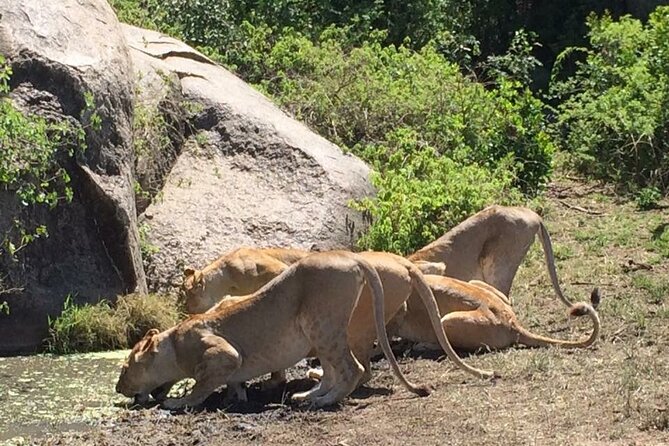 8 Days Green Season Offer - Luxury Serena Safari - Days 4 and 5: Two full Serengeti days improve your odds