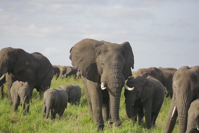 8 Days Green Season Offer - Luxury Serena Safari - Day 6: Olduvai Gorge adds a human story