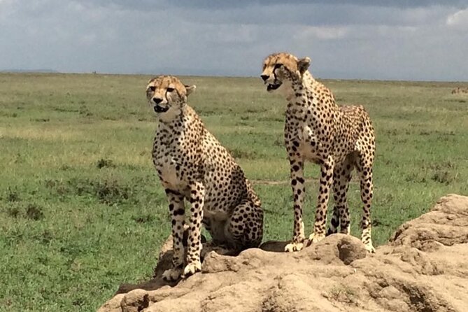 8 Days Green Season Offer - Luxury Serena Safari - Day 7: Ngorongoro Crater is the wildlife centerpiece