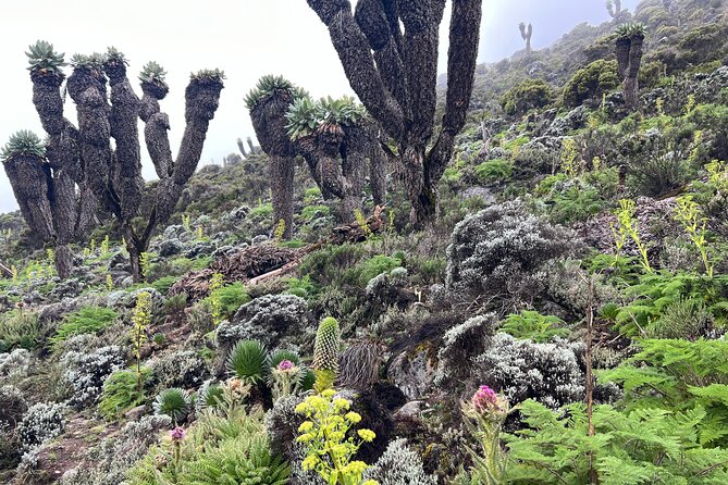 8 Days Kilimanjaro Climbing Lemosho Route - Why the Lemosho Route earns its reputation