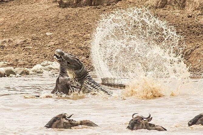 8 Days, Migrations Safari-River crossing -(July to October) - The big question: can you really see the Mara River crossing?