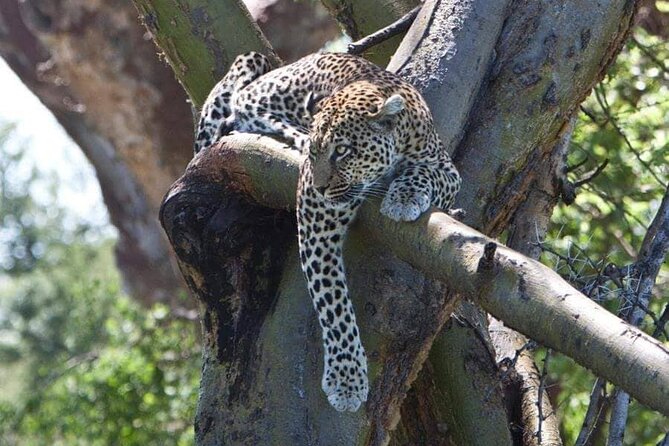 8 Days, Migrations Safari-River crossing -(July to October) - Day 3: Following the migration through Serengeti