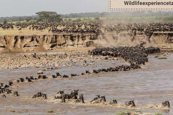 8 Days, Migrations Safari-River crossing -(July to October) - Day 8: Lake Manyara before Arusha or the airport