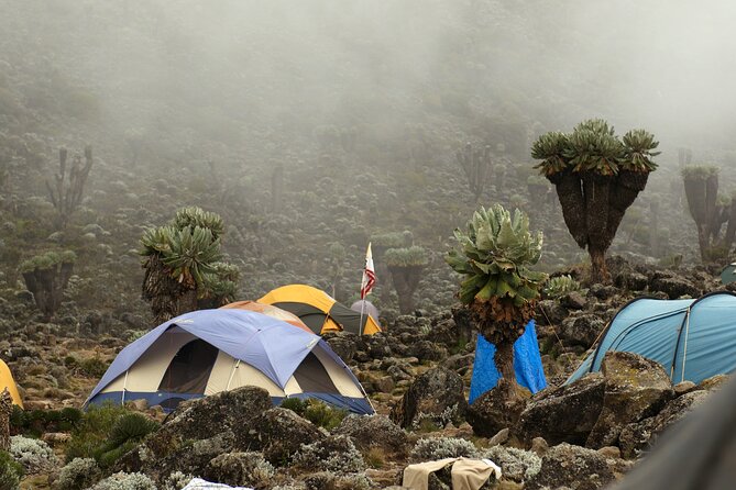 8 Days Mountain Kilimanjaro Lemosho Route - Day 7: Uhuru Peak and the long descent