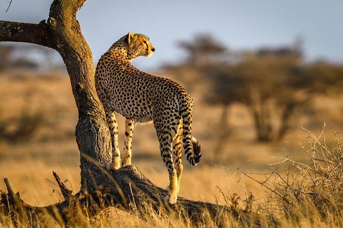 8 Days Private Safari in Serengeti Tour - What this eight-day safari actually offers