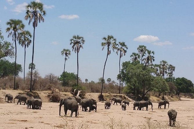 8 Days Safari to Mikumi NP, Ruaha NP and Nyerere NP + Isimila Stone Age Site - What makes this safari worth considering