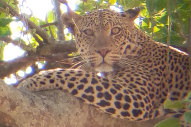8 Days Safari to Mikumi NP, Ruaha NP and Nyerere NP + Isimila Stone Age Site - A southern Tanzania route with real variety