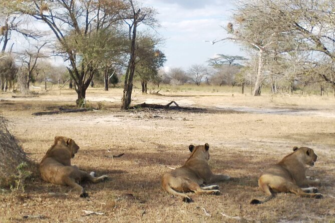 8 Days Safari to Mikumi NP, Ruaha NP and Nyerere NP + Isimila Stone Age Site - Days 3 and 4: Ruaha’s predators, rivers and baobabs
