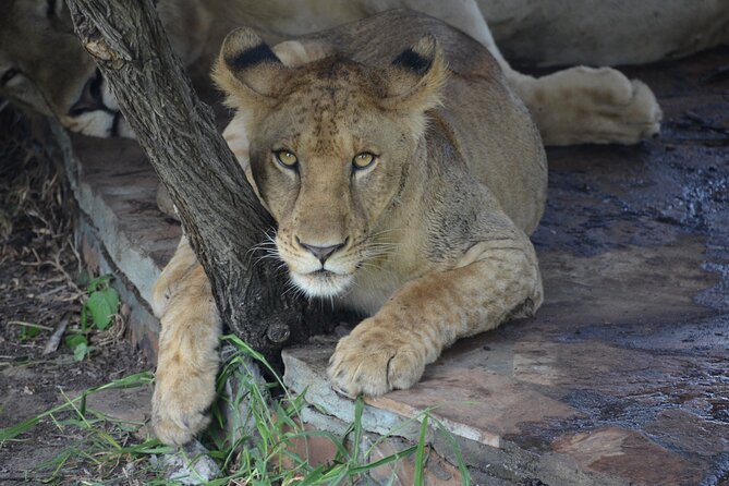 8 Days Safari to Mikumi NP, Ruaha NP and Nyerere NP + Isimila Stone Age Site - Day 5: Isimila’s stone tools and red canyon walls