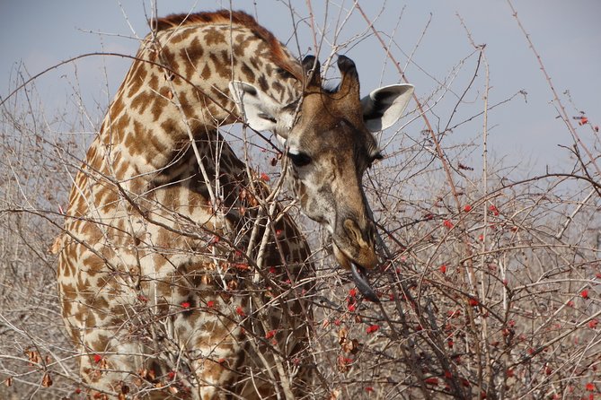 8 Days Safari to Mikumi NP, Ruaha NP and Nyerere NP + Isimila Stone Age Site - Day 6: The long road to Selous