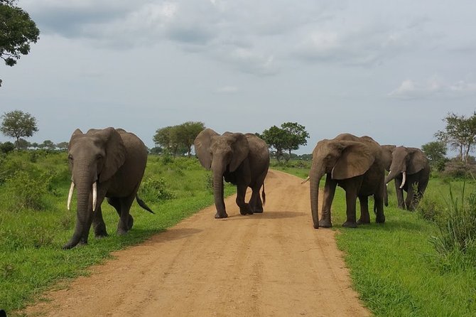 8 Days Safari to Mikumi NP, Ruaha NP and Nyerere NP + Isimila Stone Age Site - Day 7: Game drive, rest, then the Great Rufiji