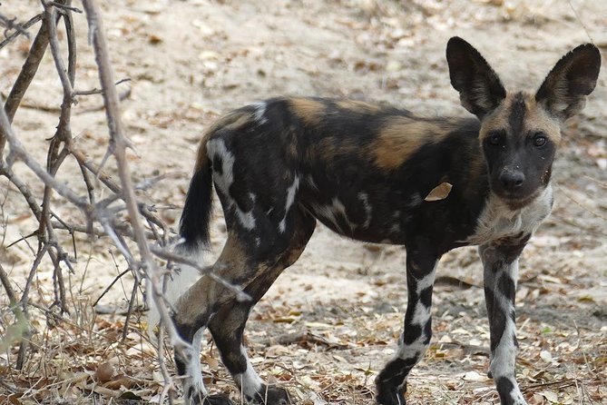 8 Days Safari to Mikumi NP, Ruaha NP and Nyerere NP + Isimila Stone Age Site - Day 8: A walking safari before returning to Dar