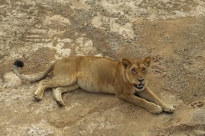 8 Days Safari to Mikumi NP, Ruaha NP and Nyerere NP + Isimila Stone Age Site - Day 2: A half-day in Mikumi, then a long transfer