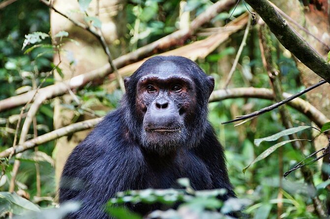 8 Days Safari to Mikumi, Ruaha & Udzungwa Mountains - Key points to know before you book