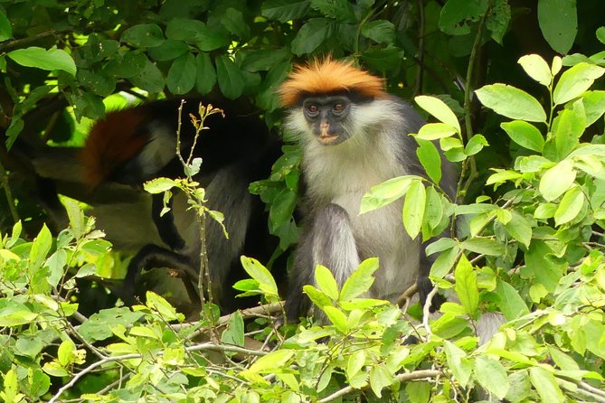 8 Days Safari to Mikumi, Ruaha & Udzungwa Mountains - Day 8: Returning to Dar es Salaam