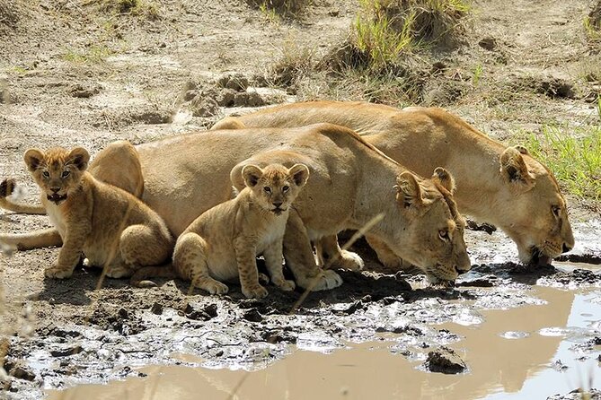 8 Days Serengeti Migration safari - Day 3: Crossing the highlands into the Serengeti