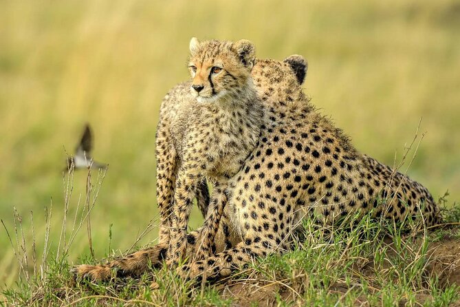 8 Days Serengeti Migration safari - Days 4 and 5: Two chances at the Mara River migration